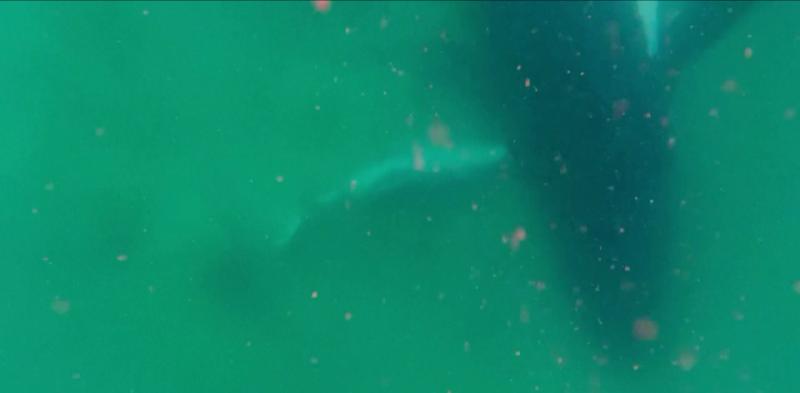 Captura/AFP - Ballena aparentemente en duelo por su cría nacida muerta