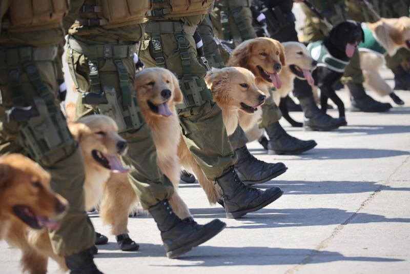 Aton - Grupo de adiestramiento canino de Carabineros