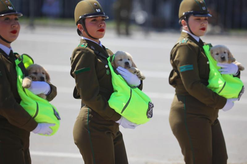¿A qué hora desfilarían los cachorros de Carabineros? - Aton