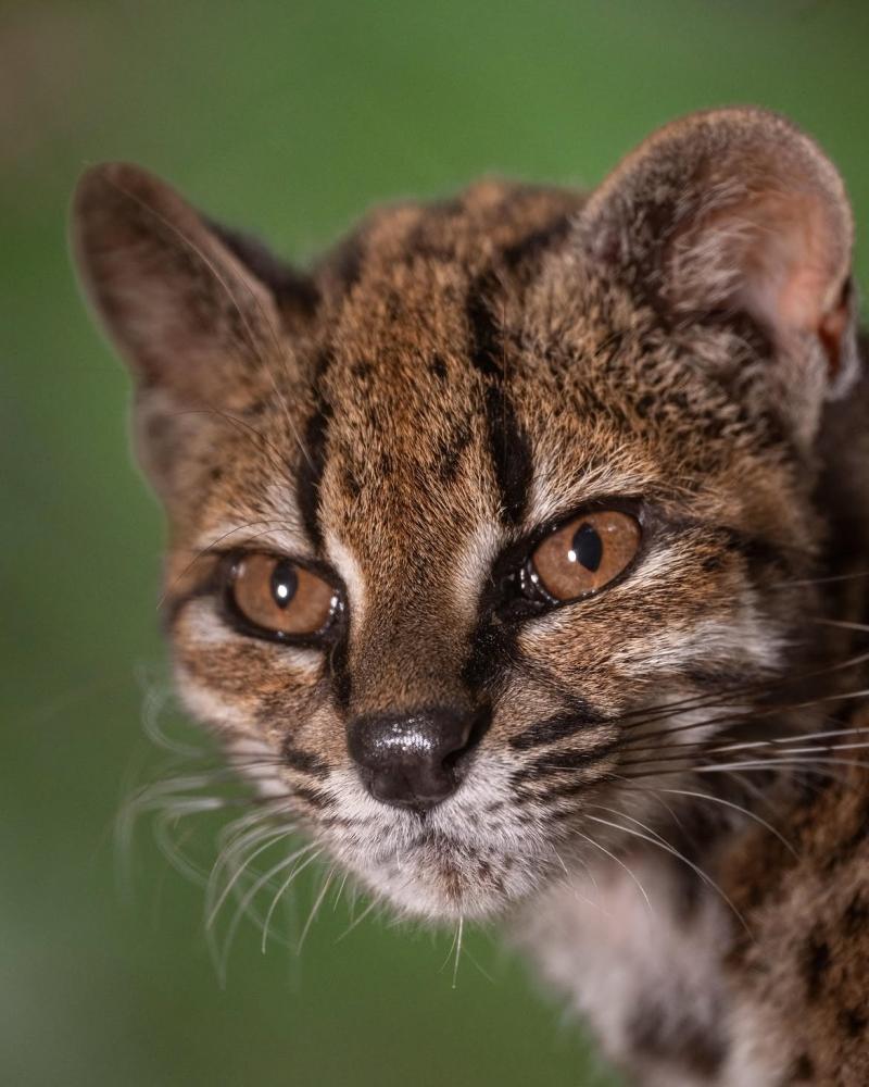 Instagram - National Geographic: Hallan en Bolivia especie de felino jamás antes registrada