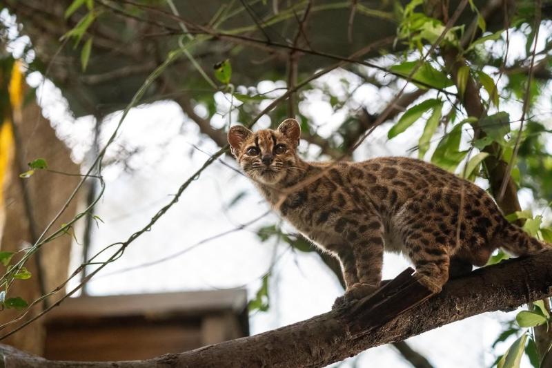 Instagram - National Geographic: Hallan en Bolivia especie de felino jamás antes registrada