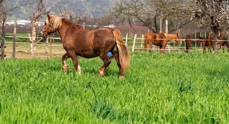 Chile tendrá su primer clon equino: Capacidad 01 está a días de nacer