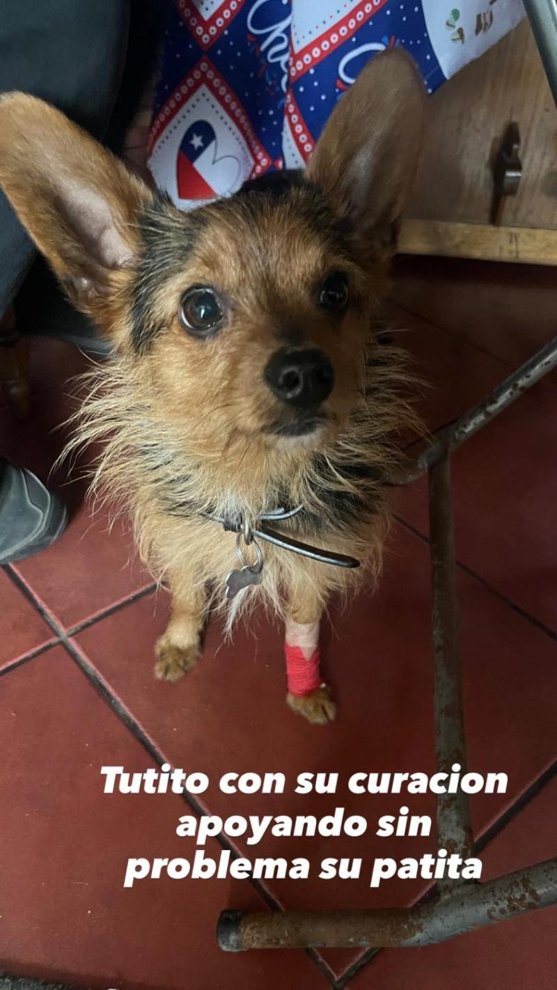 Critican a hermanos por llevar a su perro corriendo junto a un scooter en La Florida: ¿Qué dice la normativa sobre el traslado de mascotas?