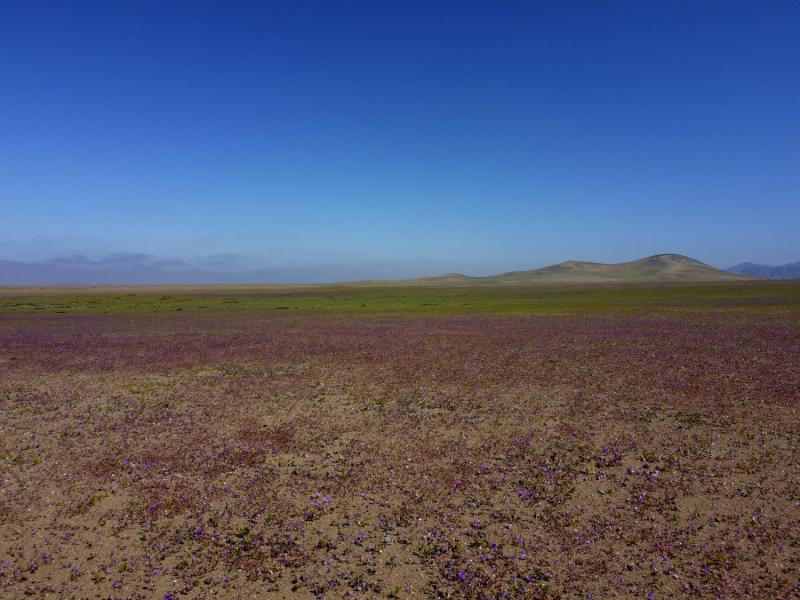 Desierto Florido - Aton