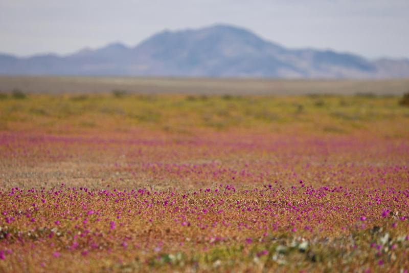 Agencia Uno - Desierto florido en Atacama