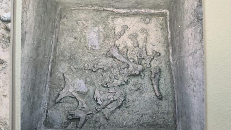 Arqueología Tagua Tagua