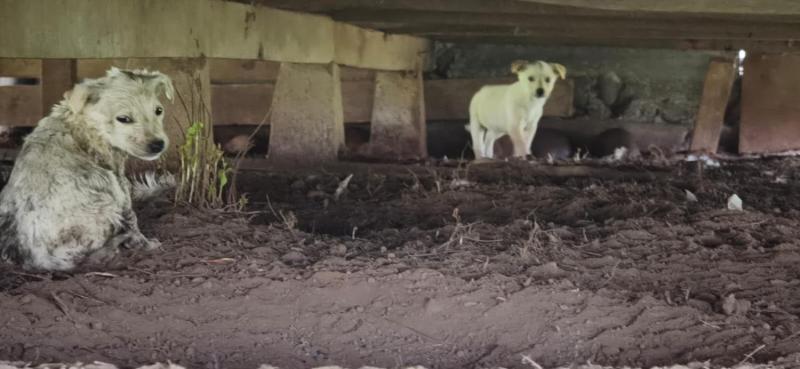 Cachorros rescatados - Santuario de Bannana