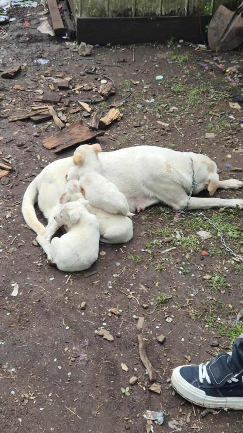 Sofía y sus nueve cachorros fueron rescatados - Santuario de Bananna