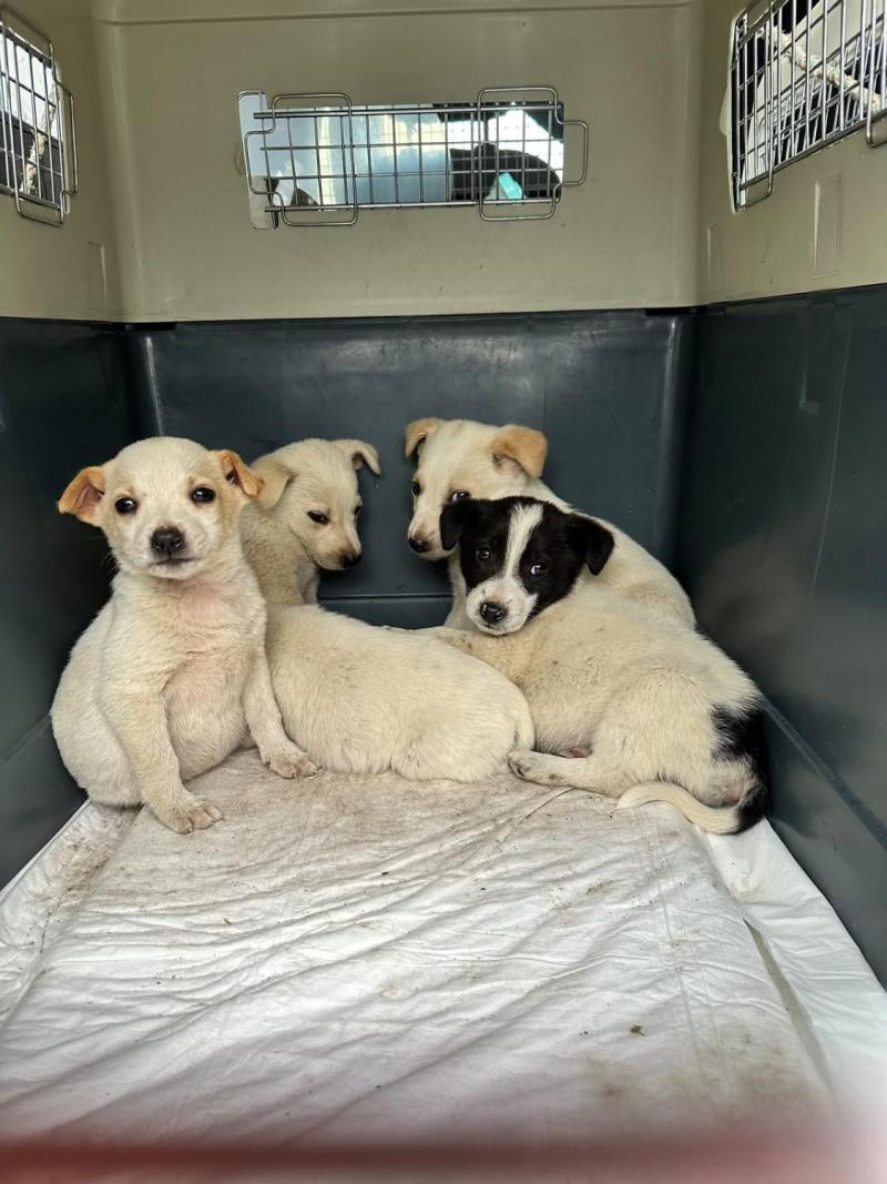 Cachorros rescatados - Santuario de Bananna