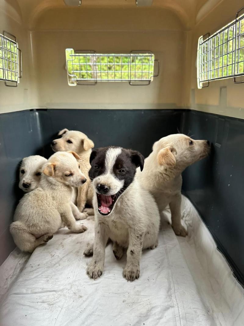 Cachorros rescatados - Santuario de Bananna