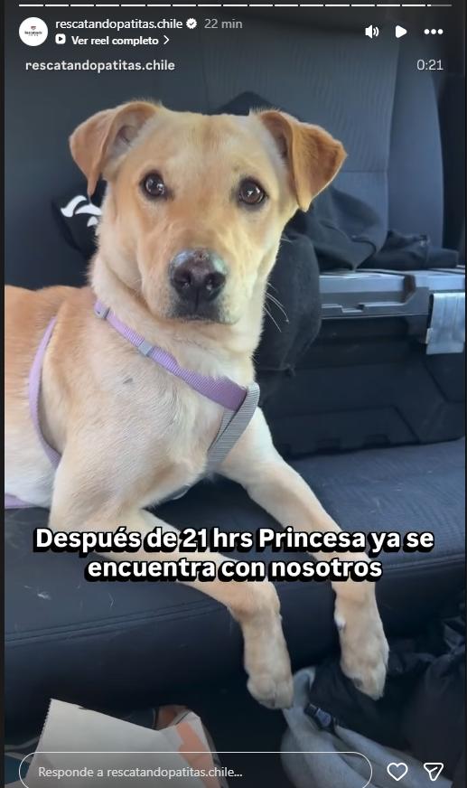 Princesa fue rescatada por la Fundación Rescatando Patitas Chile