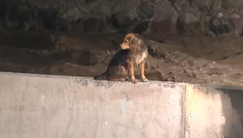 T13 - Operativo para rescatar a perrito