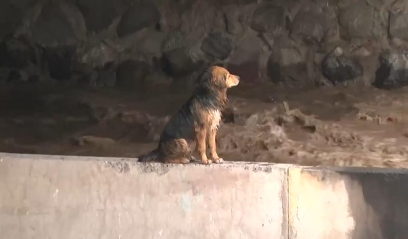 T13 - Operativo para rescatar a perrito
