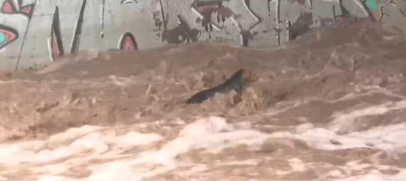 Teletrece Tarde - Perro acaparó la atención con rescate en el río Mapocho