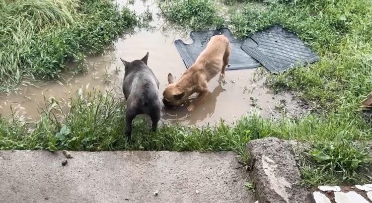 Sin agua ni comida: Rescatan a cuatro perros abandonados hace dos meses en Lampa