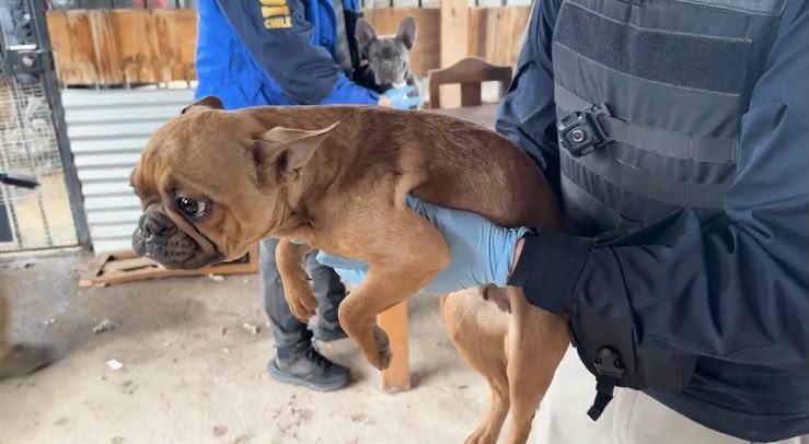 Sin agua ni comida: Rescatan a cuatro perros abandonados hace dos meses en Lampa