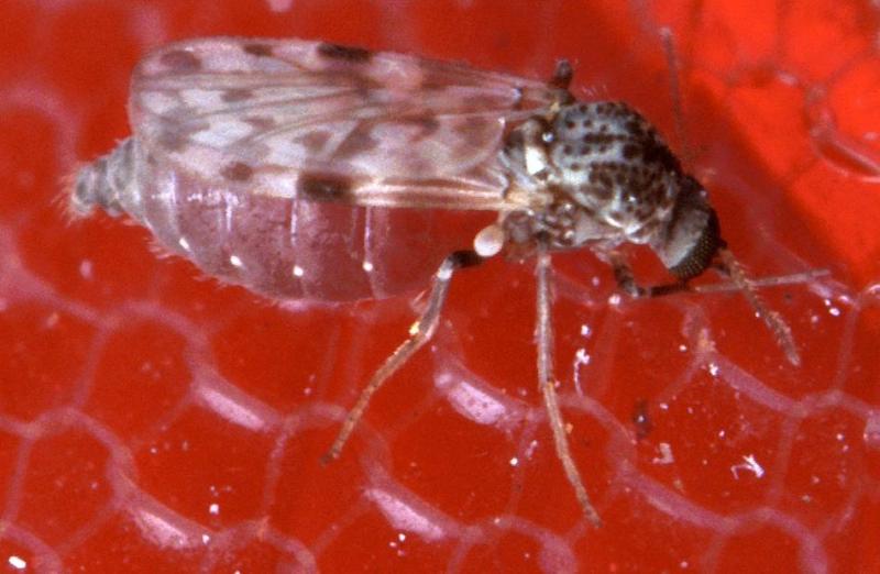 Wikipedia - virus shamonda