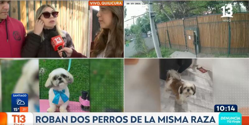 T13 Finde - Roban perros shih tzu