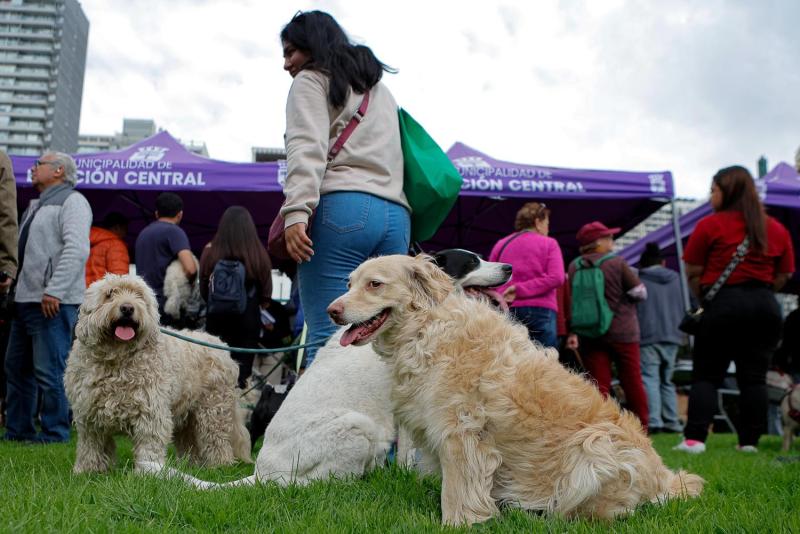 Inauguran la primera escuela canina municipal de la RM: será gratuita