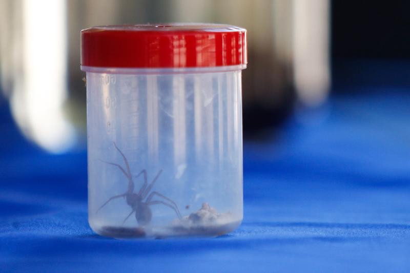 Agencia Uno - Araña de rincón
