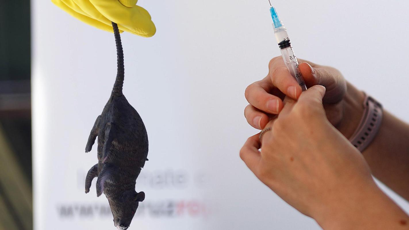 Gobierno declara alerta sanitaria nacional por aumento de letalidad del hantavirus