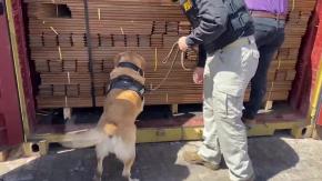 Aduanas incauta droga líquida impregnada en cargamento de madera con destino a España