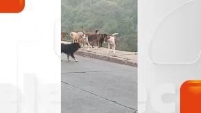 Jauría de perros atemoriza a vecinos de Valparaíso tras múltiples ataques