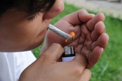 Investigación chilena confirma que consumo "moderado" de marihuana afecta el aprendizaje Investigación chilena confirma que consumo "moderado" de marihuana afecta el aprendizaje