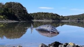 Varan cuatro ballenas en Puerto Williams: Sernapesca anuncia investigación Varan cuatro ballenas en Puerto Williams: Sernapesca anuncia investigación