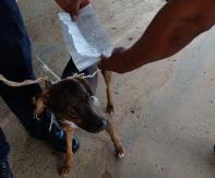Tras caso de un "narcogato": Detienen a "perro cartero" que ejercía de correo entre presos en Panamá Tras caso de un "narcogato": Detienen a "perro cartero" que ejercía de correo entre presos en Panamá