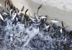 Muerte masiva de peces pone a la industria salmonera chilena en la mira Muerte masiva de peces pone a la industria salmonera chilena en la mira