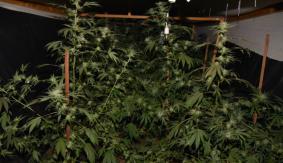 Niña muere encerrada en un auto en EEUU: Su mamá la dejó para ir a cuidar su cultivo de marihuana