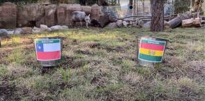 ¿Quién gana? Tapir Manolo del Buin Zoo ya tiene a su favorito para el duelo entre Chile y Bolivia ¿Quién gana? Tapir Manolo del Buin Zoo ya tiene a su favorito para el duelo entre Chile y Bolivia