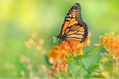 Efecto Mariposa, la teoría tras el meme del viajero del tiempo que te ha sacado más de una carcajada Efecto Mariposa, la teoría tras el meme del viajero del tiempo que te ha sacado más de una carcajada