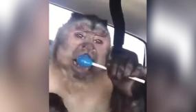 Muere el mono George, estrella de TikTok y protagonista de los stickers de WhatsApp Muere el mono George, estrella de TikTok y protagonista de los stickers de WhatsApp