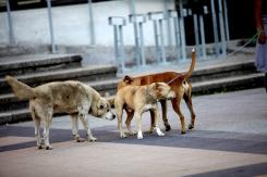 Investigarán a canil municipal de Temuco por la muerte de 5 mil perros durante 9 años Investigarán a canil municipal de Temuco por la muerte de 5 mil perros durante 9 años