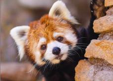 Conoce cómo apadrinar a un animalito del Buin Zoo para continuar su cuidado en pandemia Conoce cómo apadrinar a un animalito del Buin Zoo para continuar su cuidado en pandemia