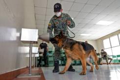 Perros detectan a contagiados con el COVID-19 oliendo su sudor en Ecuador Perros detectan a contagiados con el COVID-19 oliendo su sudor en Ecuador