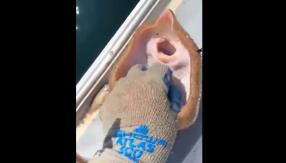 "Se está muriendo, pero no de la risa": La triste verdad detrás del viral de la raya que "ríe" "Se está muriendo, pero no de la risa": La triste verdad detrás del viral de la raya que "ríe"