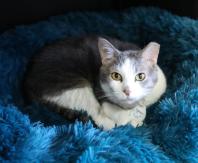 Impactante: Un gato fue asfixiado por una serpiente pero hombres los rescataron y reanimaron Impactante: Un gato fue asfixiado por una serpiente pero hombres los rescataron y reanimaron