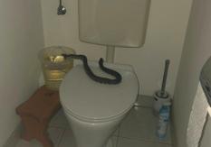 Mujer encuentra a una serpiente en su baño: Es el tercer caso en menos de una semana en Viena Mujer encuentra a una serpiente en su baño: Es el tercer caso en menos de una semana en Viena