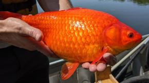 Cómo los peces dorados se están convirtiendo en "monstruos" en lagos y ríos de todo el mundo Cómo los peces dorados se están convirtiendo en "monstruos" en lagos y ríos de todo el mundo
