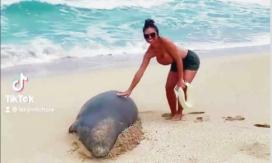 Pareja recibe amenazas de muerte por molestar a una foca hawaiana en peligro de extinción Pareja recibe amenazas de muerte por molestar a una foca hawaiana en peligro de extinción