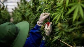 El cannabis empezó a cultivarse en China hace 12.000 años El cannabis empezó a cultivarse en China hace 12.000 años