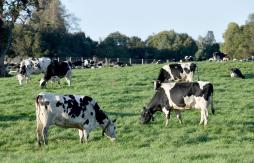 Sospechan de Fiebre Q: Envían de Osorno a Santiago en estado grave a veterinaria de empresa lechera Sospechan de Fiebre Q: Envían de Osorno a Santiago en estado grave a veterinaria de empresa lechera