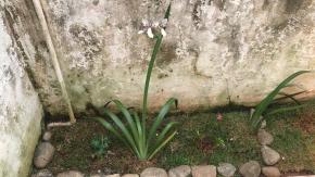 La familia que alquiló una casa y encontró a la dueña enterrada en el jardín