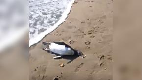 Encuentran tres pingüinos muertos en playa de Maitencillo Encuentran tres pingüinos muertos en playa de Maitencillo
