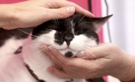 Estudio confirma que las personas pueden comunicarse con los gatos parpadeando muy lento Estudio confirma que las personas pueden comunicarse con los gatos parpadeando muy lento