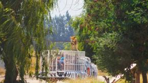 Parque Safari Rancagua: Cómo es el lugar donde murió una trabajadora atacada por un tigre Parque Safari Rancagua: Cómo es el lugar donde murió una trabajadora atacada por un tigre