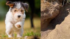 Perrito fue rescatado tras ser enterrado vivo en Estados Unidos Perrito fue rescatado tras ser enterrado vivo en Estados Unidos